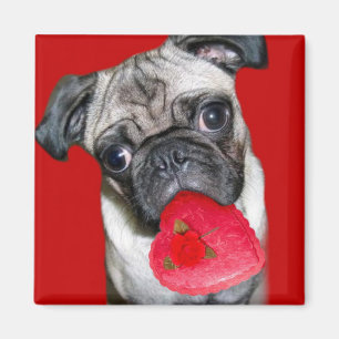 Valentines-Mopsmagnet Magnet