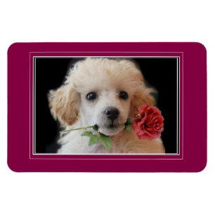 Valentine's Toy Poodle Welpe 4x6 Foto Magnet