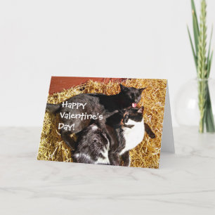 Valentinskarte mit Katzen Feiertagskarte
