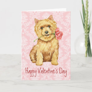 Valentinsrose Norwich Terrier Feiertagskarte