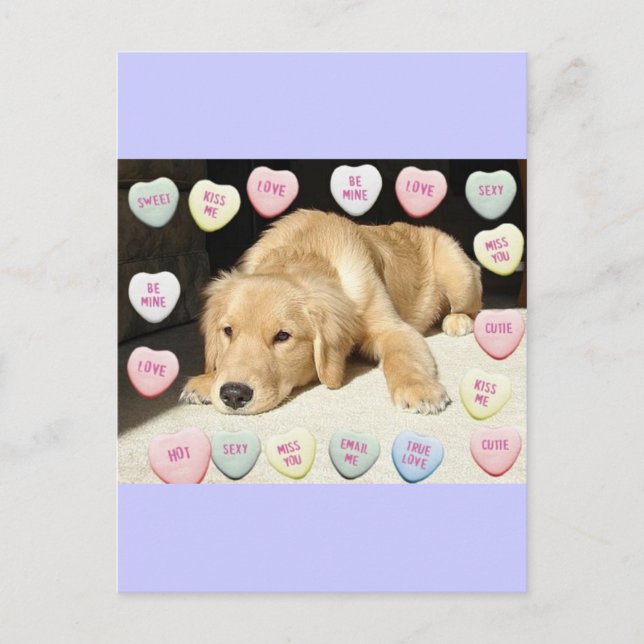 Valentinstag Goldener Retriever Feiertagspostkarte (Vorderseite)