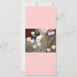 Valentinstag Kittens