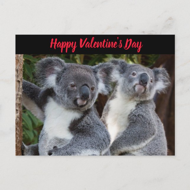 Valentinstag Koala Bears Postkarte (Vorderseite)