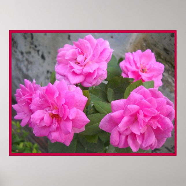 Valentinstag Rose-Poster Poster (Vorne)