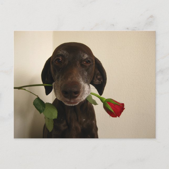 Valentinszeiger Feiertagspostkarte (Vorderseite)