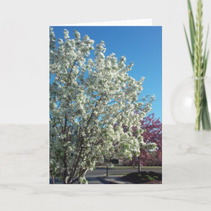 "Valley Blossoms" - Brunnen-Karte Karte
