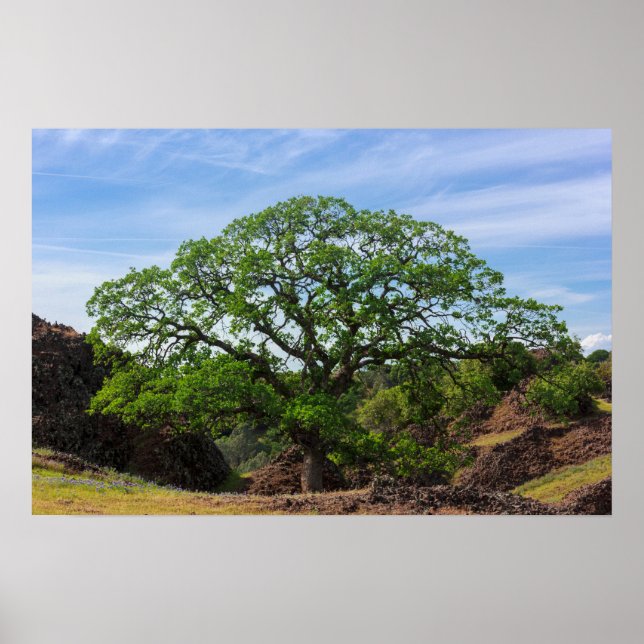 Valley Oak Tree Poster (Vorne)