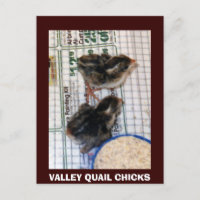 VALLEY QUAIL CHICKS