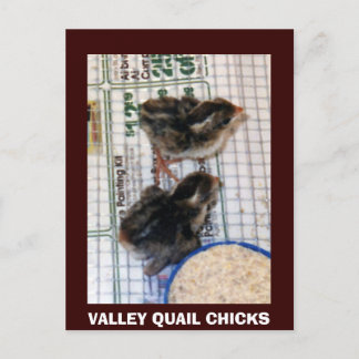 VALLEY QUAIL CHICKS POSTKARTE