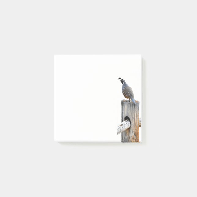 Valley Quail Foto 3x3 Postit Notes Stationery Post-it Klebezettel (Vorderseite)