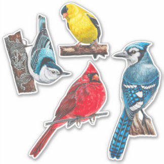 Value Pack für Hinterhofvögel Aufkleber