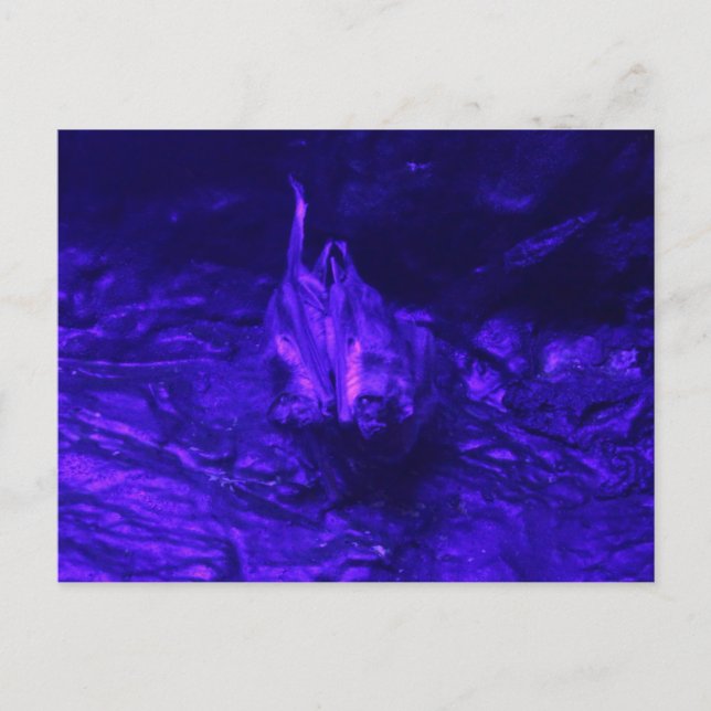 Vampire Bat Postkarte (Vorderseite)