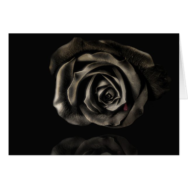 Vampire Black Rose (Vorderseite (Horizontal))