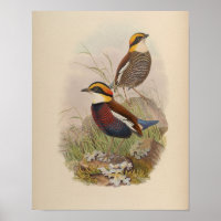 Van der Bosch's Pitta von John Gould Druck