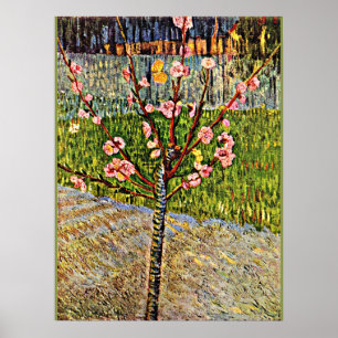 Van Gogh - Almond Tree in Blossom, beliebte Kunstw Poster