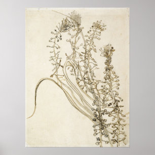 Van Gogh - Quastenhyazinthe Poster