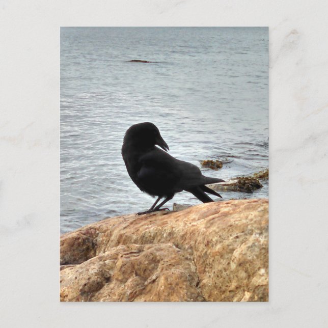Vancouver Crow Postkarte (Vorderseite)