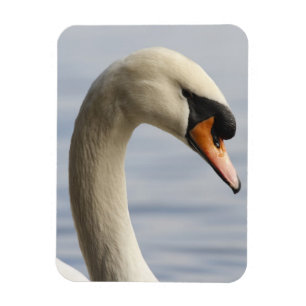 Vancouver, Stanley Park, Höcker-Schwan (Cygnus olo Magnet