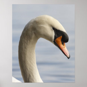 Vancouver, Stanley Park, Höcker-Schwan (Cygnus olo Poster