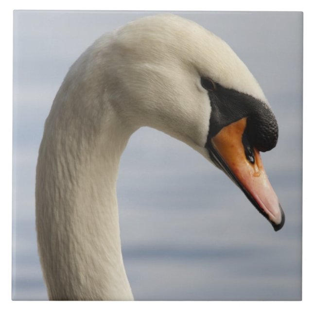 Vancouver, Stanley Park, Mute Swan (Cygnus olor) 2 Fliese (Vorderseite)