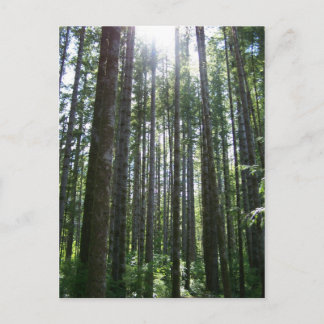 Vancover Island Forest Postkarte