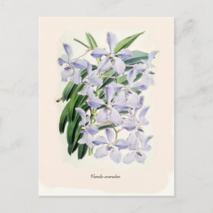 Vanda coerulea postkarte