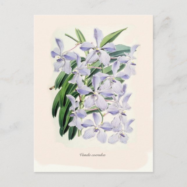 Vanda coerulea postkarte (Vorderseite)