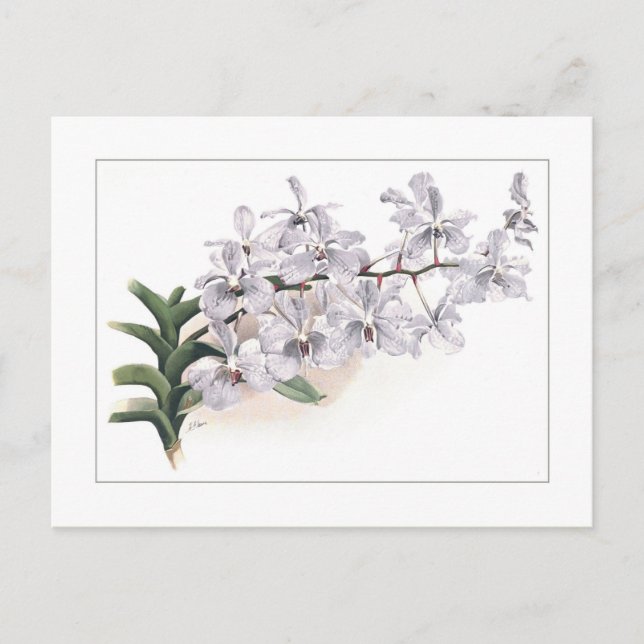 Vanda coerulea postkarte (Vorderseite)