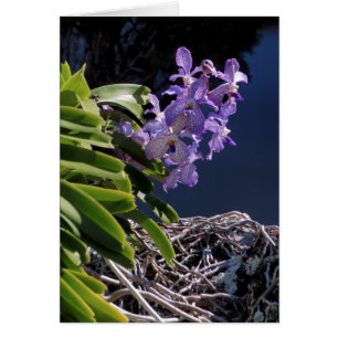 Vanda-Orchidee