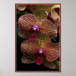 Vanda-Orchideen-Plakat Poster