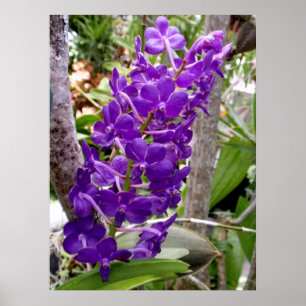 Vanda-Orchideen Poster