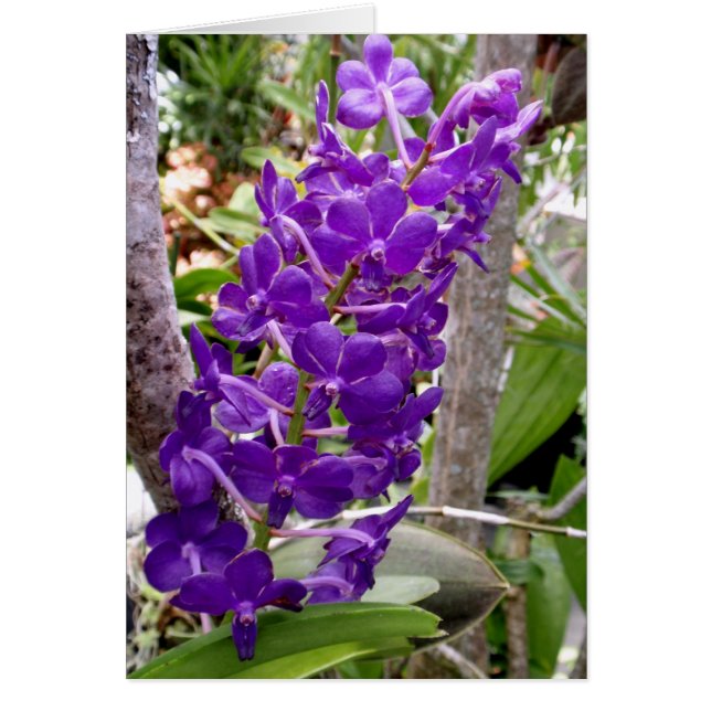 Vanda Orchids (Vorne)