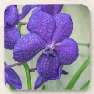Vanda violet orchidées dessous de verre en plastiq