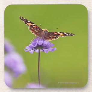 Vanessa cardui - Europa, Deutschland, Bayern, Getränkeuntersetzer
