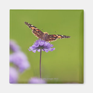 Vanessa cardui - Europa, Deutschland, Bayern, Magnet