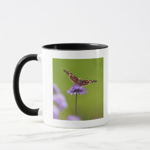 Vanessa cardui - Europa, Deutschland, Bayern, Tasse
