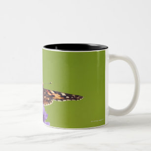 Vanessa cardui - Europa, Deutschland, Bayern, Zweifarbige Tasse