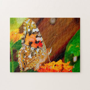 Vanessa Cardui Schmetterling.