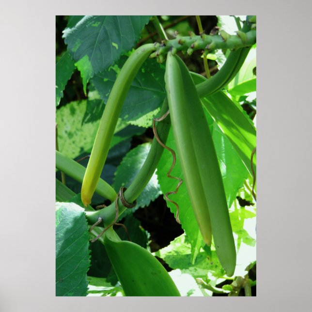 Vanilla Orchid Beans Poster (Vorne)