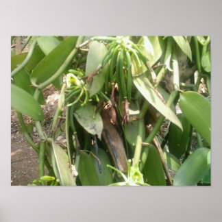 Vanilla Planifolia Orchid Poster