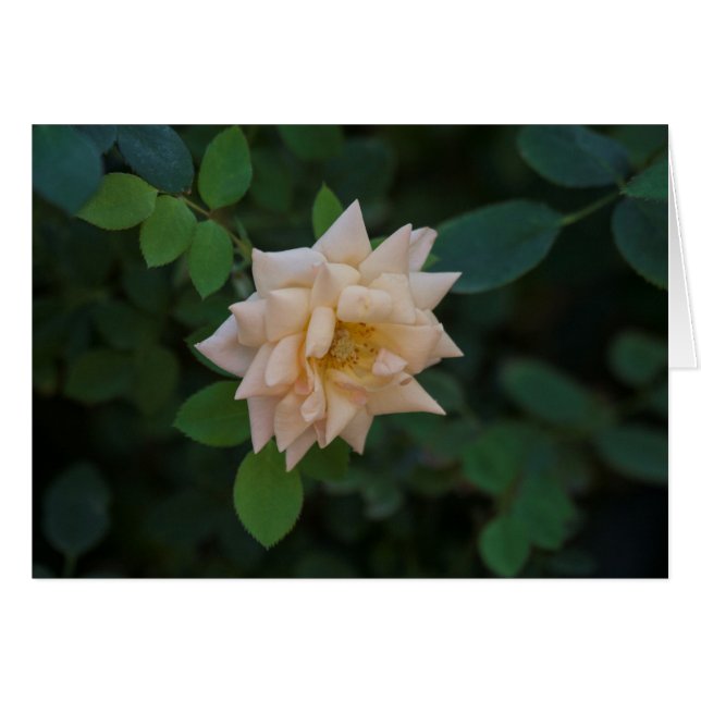 Vanilla-Rose (Vorderseite (Horizontal))