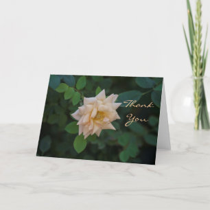 Vanilla Rose danke