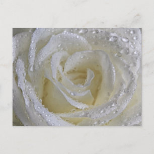 Vanilla-Rose Postkarte