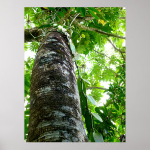 Vanille-Orchideen-Rebe Poster