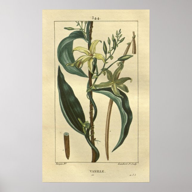 VANILLE, Vanilla Pflanze drucken Poster (Vorne)