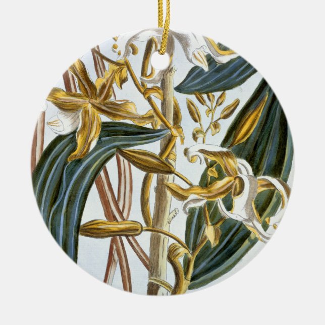 Vanillehülsen, Platte 65, 'von der Sammlung Keramikornament (Vorne)