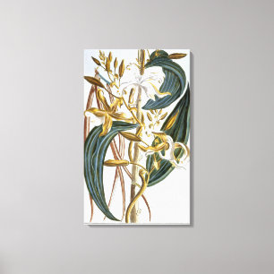 Vanillehülsen, Platte 65, 'von der Sammlung Leinwanddruck