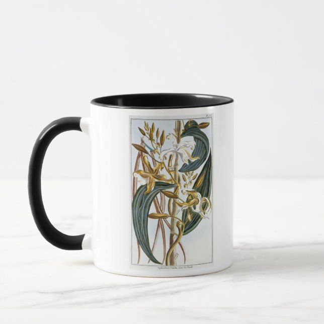 Vanillehülsen, Platte 65, 'von der Sammlung Tasse (Links)