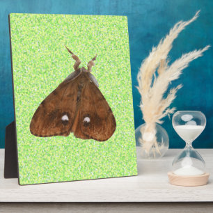 Vapourer Moth Plaque Fotoplatte
