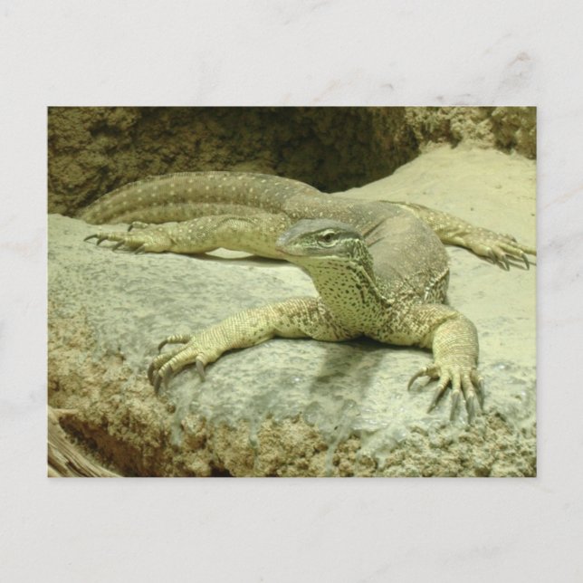 Varanus gouldii postkarte (Vorderseite)